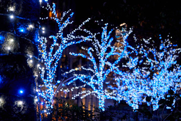 Trees decorated in blue and white Christmas lights
