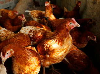 organic chicken and hens in a cage for egg and meat purpose