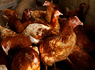 organic free range  chicken and hens in a cage for egg and meat purpose