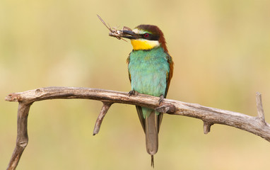 Bee-eater caught prey. Beautiful colorful bird