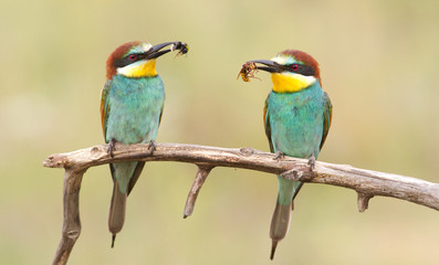 Bee-eater perched on a branch with prey