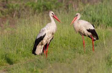 A family of white storks stands in the grass. Two storks