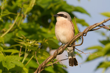 Obraz premium Red-backed shrike. Lanius collurio. Bird sits on a branch. Early morning