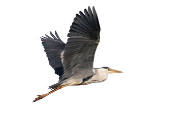 Gray heron in flight against the sky. On white background. Isolated