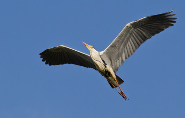 Gray heron in flight against the sky. Left side of the body