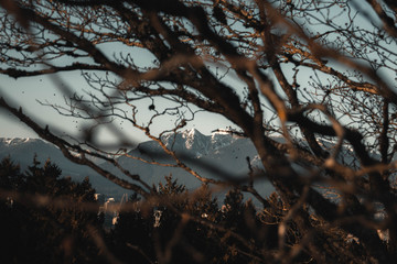 mountain peak framed with a bare tree