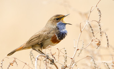 Bluethroat bird. Little singing colorful bird
