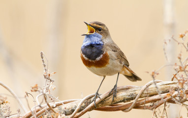 Fototapeta premium Bluethroat sings at sunrise by the river
