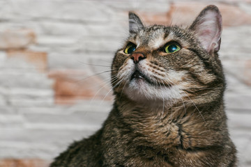 Fototapeta premium The head of a cat of Siberian breed close-up. Looking green eyes up. Pictures of beautiful animals.