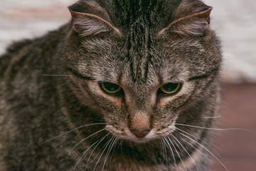 The head of a cat of Siberian breed close-up. Looking green eyes down. Pictures of beautiful animals.