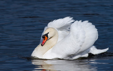 Naklejka premium Swan beautifully folded wings. In the blue waters of the morning river