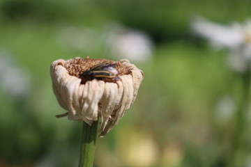 snail on leaf