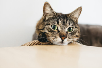 Lonely tired beautiful cat put his head on table and look forward. Pet with amazing green eyes has rest.