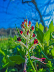 Chimney, scientific name Fumaria officinale.