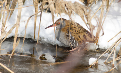Water Rail. Bird in winter stands in the water. Rallus aquaticus