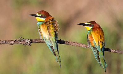 Obraz premium European bee eater, Merops apiaster. Family portrait