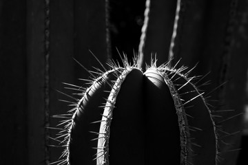 black and white cactus