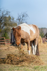 Small pony with braid eats hay