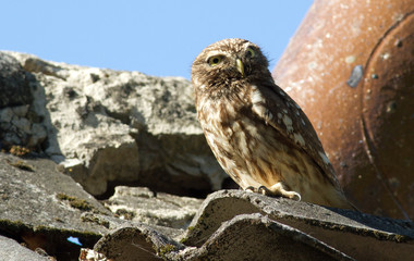 Little owl, Athene noctua. Owl sits on the roof near the chimney