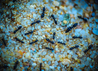 Group of ants on the sand.