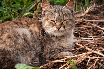 Beautiful tricolor сat with green eyes is sweetly laying on the dry grass and looking forward. Pet on the yard 