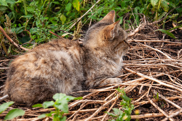 Beautiful tricolor сat with green eyes is sweetly laying on the dry grass and looking forward. Pet on the yard 