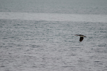 Imperial shag Leucocarbo atriceps flying over the sea.