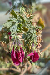 The faded flower the plant is, diseased during the dry season.