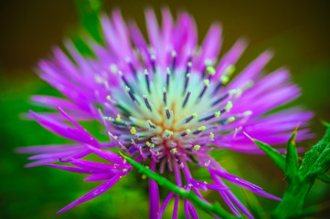 Flower with pollen, the dust of life.
