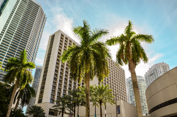 Palmen vor der Skyline von Miami