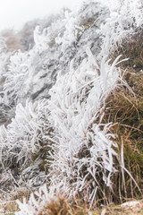 grass in snow