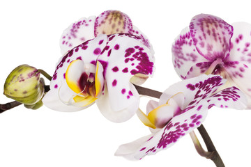 Branch of phalaenopsis or Moth orchid from isolated on white background