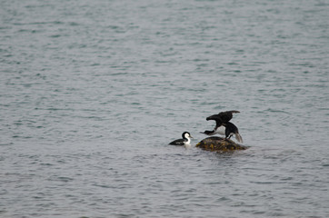 Fototapeta premium Imperial shags Leucocarbo atriceps on the sea.