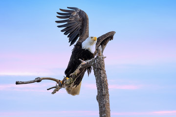Bald Eagle Lands after Flight of Freedom