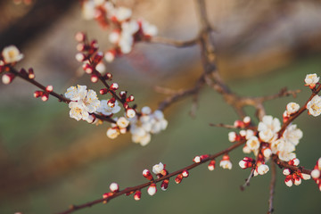 Beautiful floral spring abstract background of nature. Branches of blossoming apricot macro with soft focus on gentle light blue sky background. For easter and spring greeting cards with copy space