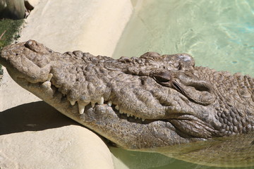Crocodile in an zoo habitat