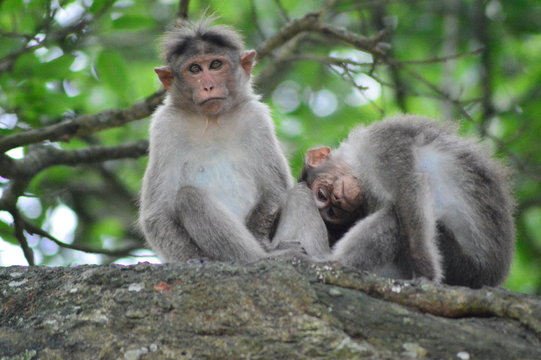 Monkey Couple,On the Way to Kodaikanal, Tamilnadu,India,Photography by S.T.Manoharan