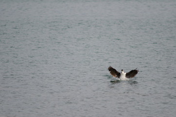 Imperial shags Leucocarbo atriceps on the sea.