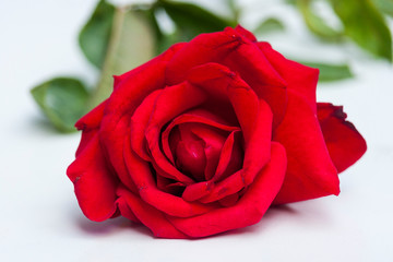 Red Rose Flower with white background