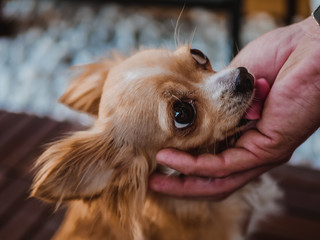 Chihuahua Hund schleckt die Hand seines Besitzers