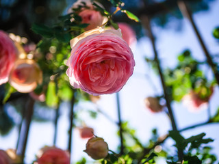 Blüte einer Kletterrose in voller Pracht