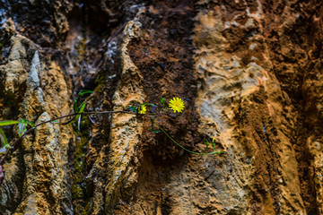 Incredible textures  in the Cabarceno nature park. Cantabria. Northern coast of Spain