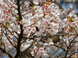 Prunus yedoensis ou cerisier à fleur Yoshino. Cerisier ornemental du Japon aux branches arquées garnies de pétales blanc au printemps