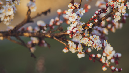 Beautiful floral spring abstract background of nature. Branches of blossoming apricot macro with soft focus on gentle light blue sky background. For easter and spring greeting cards with copy space