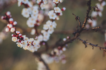 Beautiful floral spring abstract background of nature. Branches of blossoming apricot macro with soft focus on gentle light blue sky background. For easter and spring greeting cards with copy space