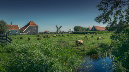 Pastoral sceneSheeps grazing and browsing grass.