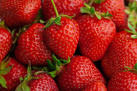 Ripe sweet strawberries. Summer ripe berries.
