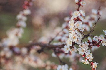 Beautiful floral spring abstract background of nature. Branches of blossoming apricot macro with soft focus on gentle light blue sky background. For easter and spring greeting cards with copy space