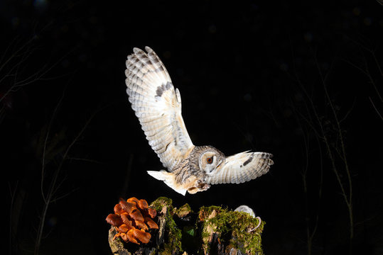 Asio otus