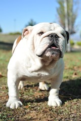 Fototapeta premium English Bulldog purebred dog brown and white in the park